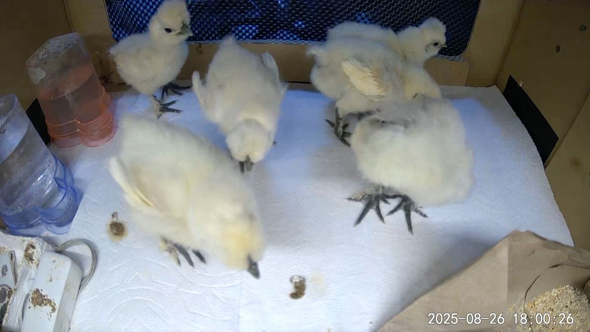 ソーラー電力で稼働する監視カメラの映像